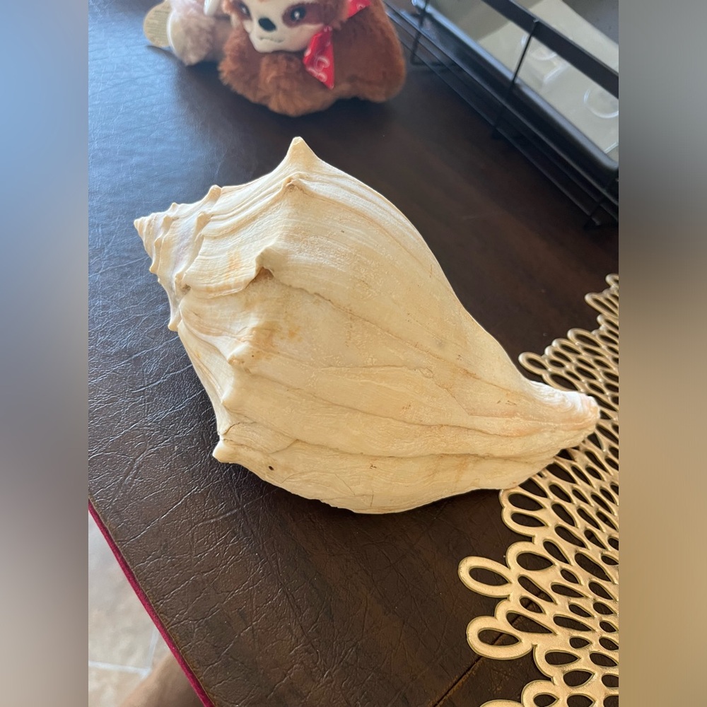 CONCH SHELL